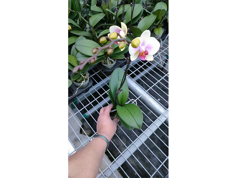 無(wú)土栽培